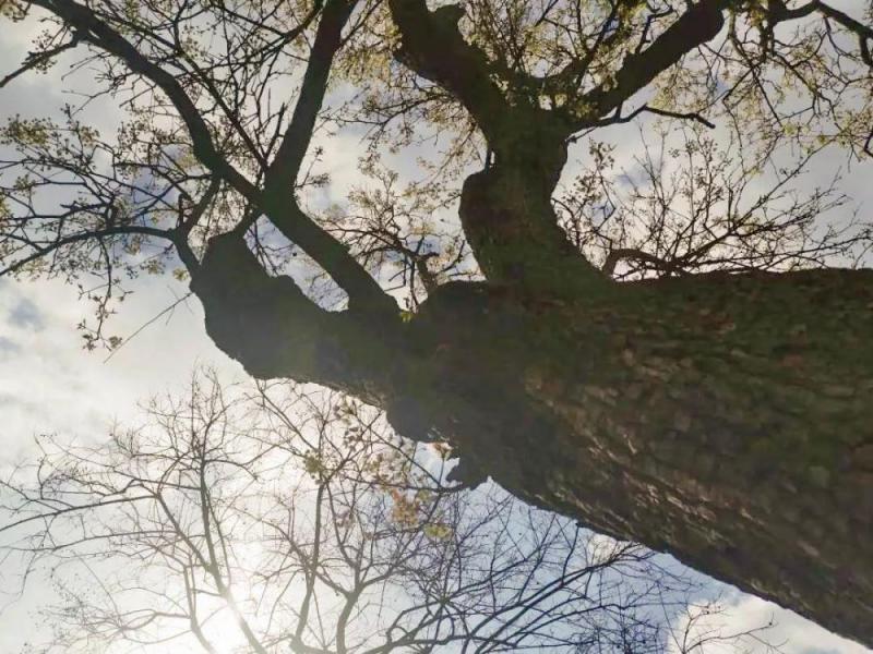 傅舰军︱老树的春天