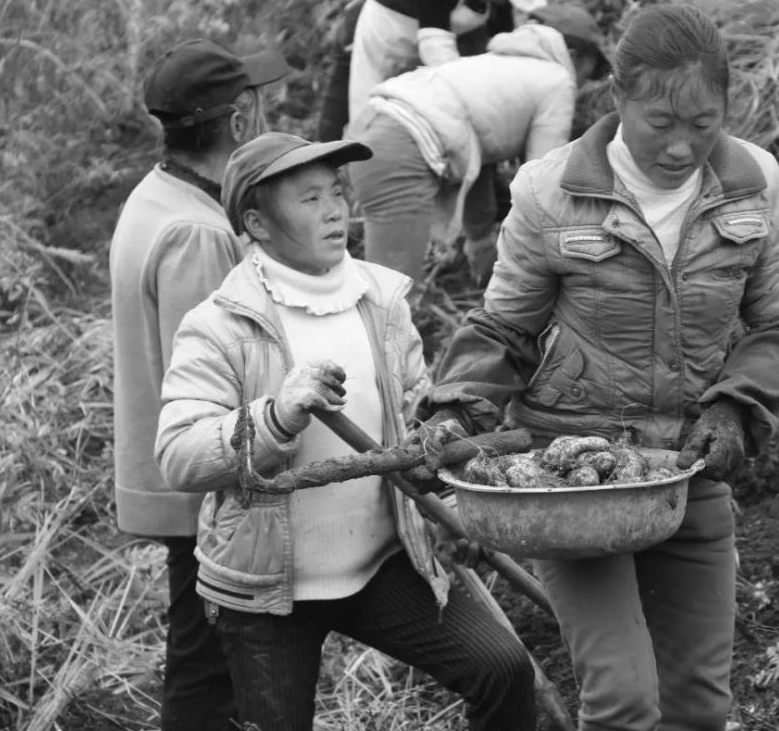 唐朝晖丨消失的合作社又回来了