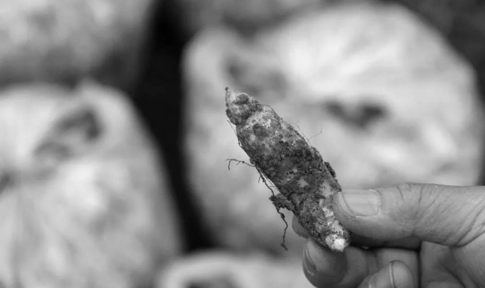 唐朝晖丨吃蜜环菌，就可以长大